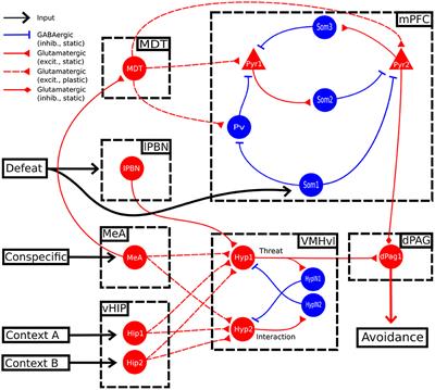 Neural Circuits Underlying Social Fear in Rodents: An Integrative Computational Model